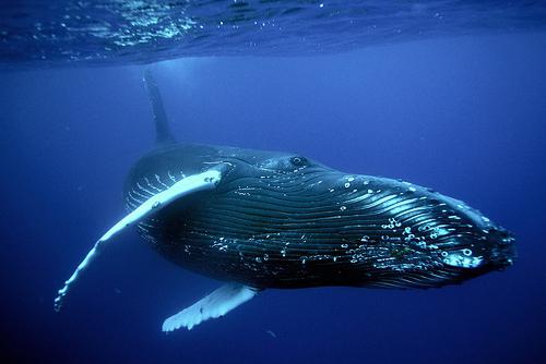 самое большое морское животное