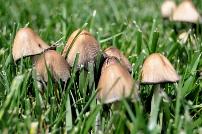 сколько времени растут грибы