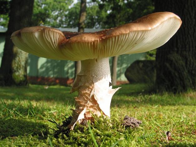 как быстро растут белые грибы