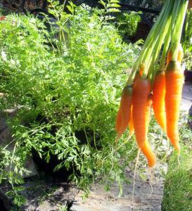 как хранить морковь в подвале