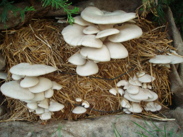 выращивание грибов бизнес