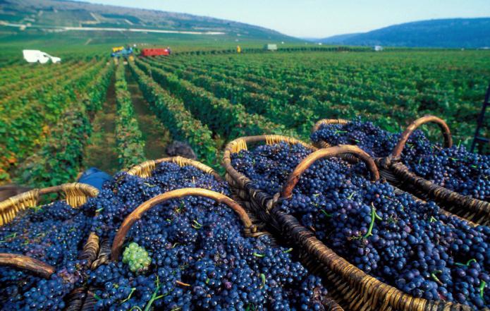 к чему снится виноград синий