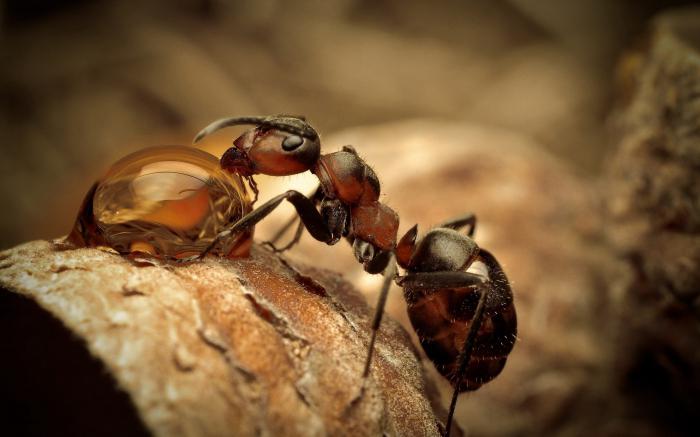 к чему снятся черные муравьи
