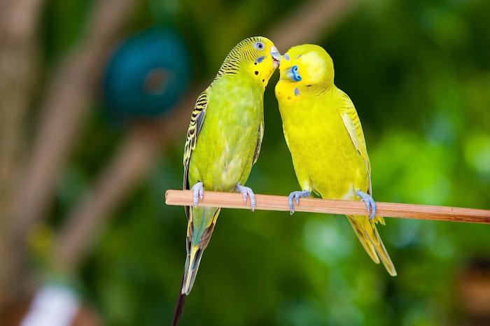 как долго живут волнистые попугаи