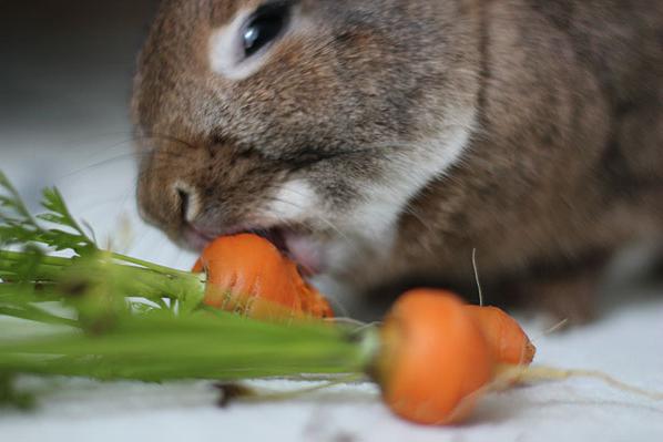 какие овощи и фрукты едят декоративные кролики