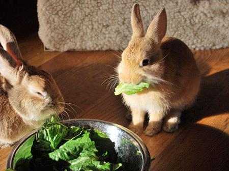 гранулированный корм для кроликов