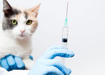 когда котятам делать прививки