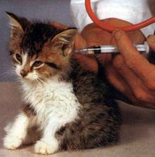 какие прививки делают котятам