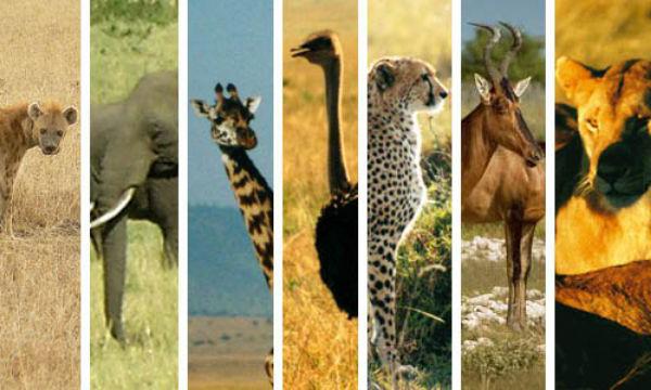 Картинки по запросу животный мир африки