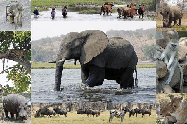 мир животных африка 2014