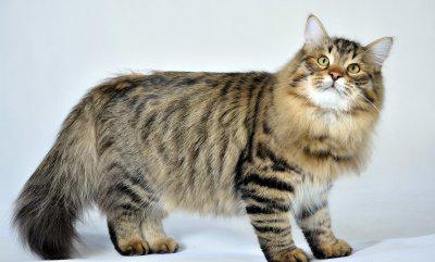 продолжительность жизни сибирских кошек 