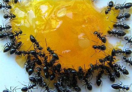 как вывести муравьев в бане