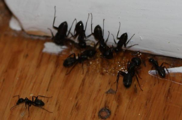 как избавиться от муравьев в бане