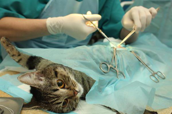 кошка после операции стерилизации