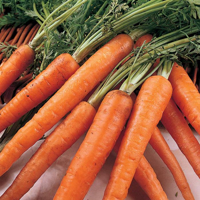 когда убирать морковь