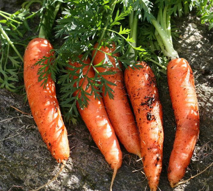 морковь выращивание и уход