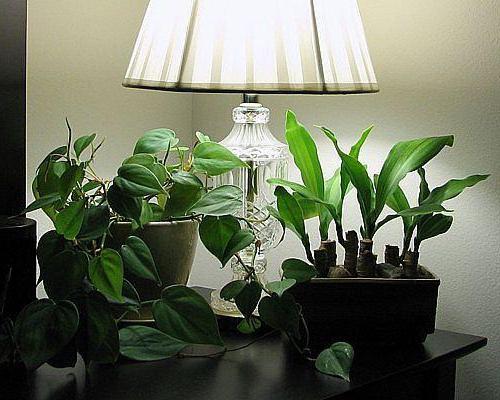 теневыносливые и тенелюбивые комнатные растения 