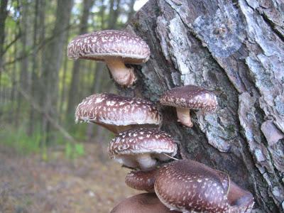 как приготовить древесные грибы