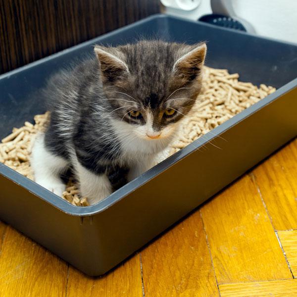 какой наполнитель для кошек лучше