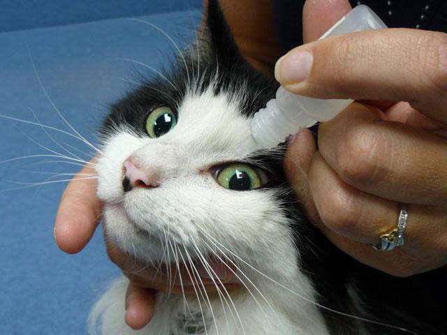 болезни глаз у кошек фото
