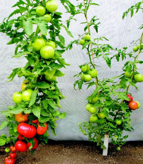  помидоры выращивание и уход 