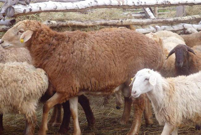 Эдильбаевская порода овец фото