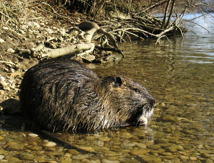 Как избавиться от водяной крысы