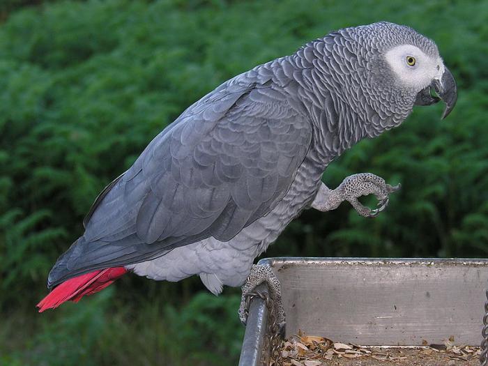 породы домашних попугаев