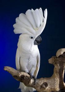 сколько живут попугаи какаду