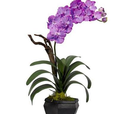Орхидея Ванда (уход)