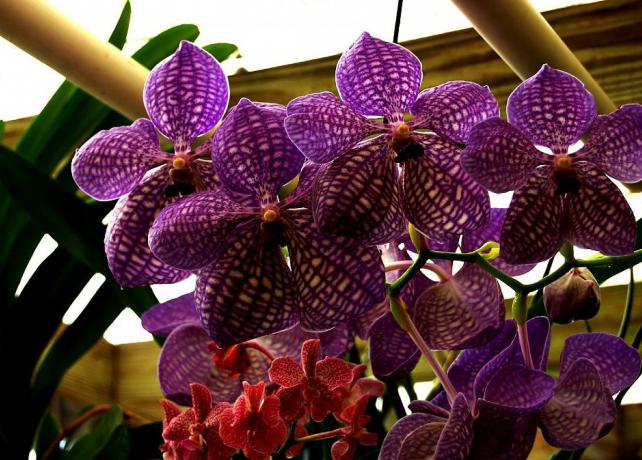 Орхидея Ванда уход и выращивание