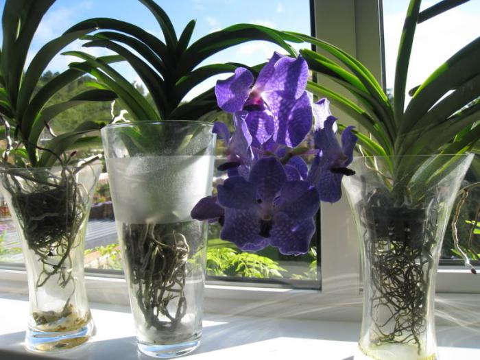 Орхидея Ванда в вазе (уход)