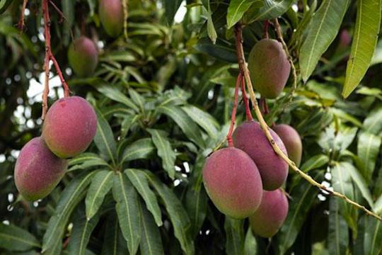 Калорийность манго свежего