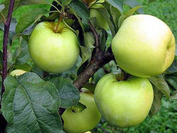 яблоки моченые