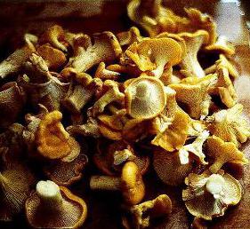 как отличить съедобные грибы от несъедобных