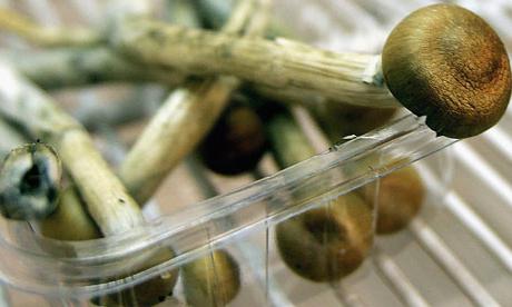 как отличить несъедобные грибы