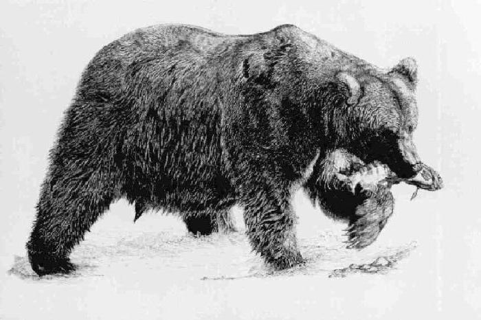 как нарисовать медведя поэтапно 
