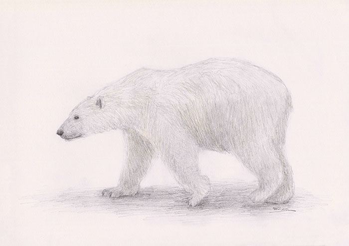 как нарисовать белого медведя 