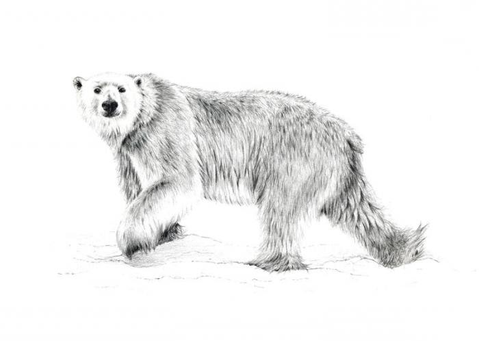 как нарисовать медведя карандашом 