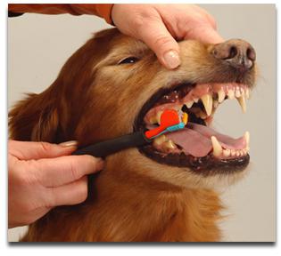 чистка зубов собакам ультразвуком