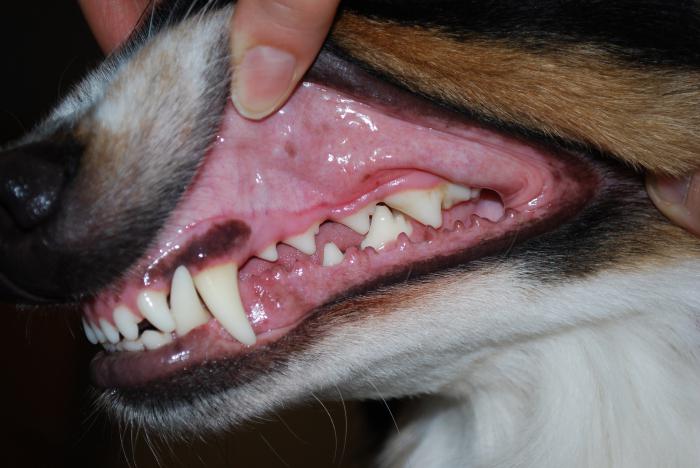 желтые зубы у собаки