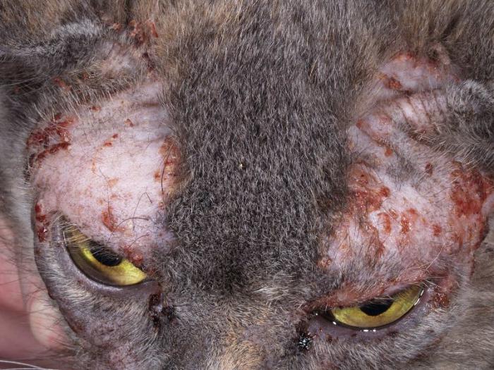кожные заболевания у кошек лечение