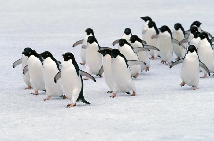 животный мир антарктиды