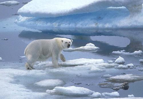 животный мир арктики