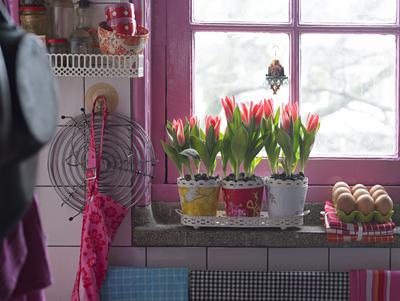 Выгонка тюльпанов в домашних условиях к празднику 
