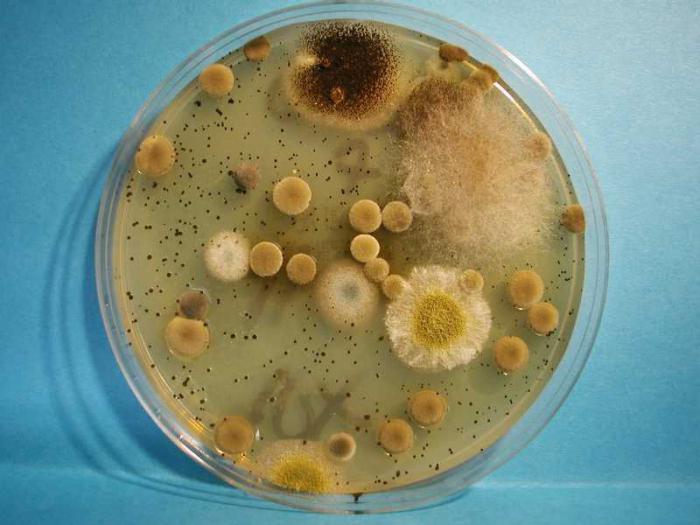 плесневые грибы и бактерии 