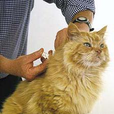 нужны ли кошкам прививки
