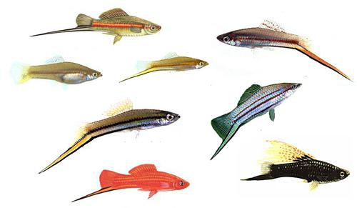 сколько живут меченосцы аквариумные рыбки 