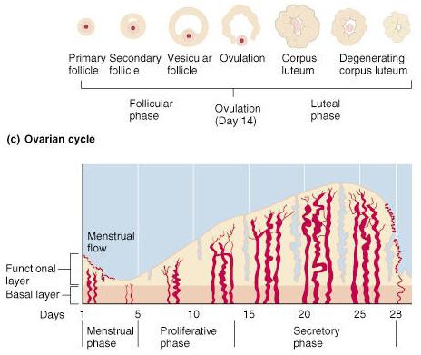продолжительность менструального цикла