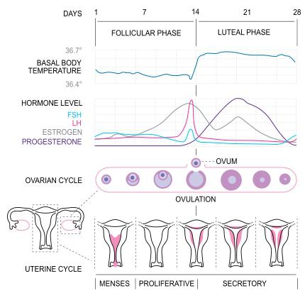 1 фаза менструального цикла
